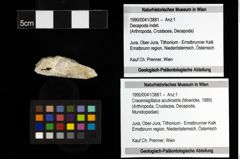 Foto (Objekt + Etiketten) von Cracensigillatus acutirostris (Moericke, 1889) 